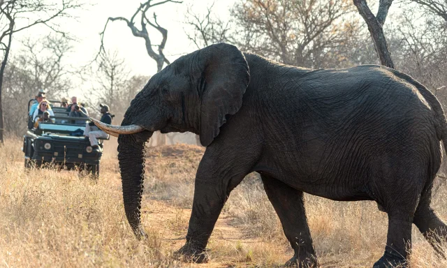 Elephant crossing in front of a safari jeep