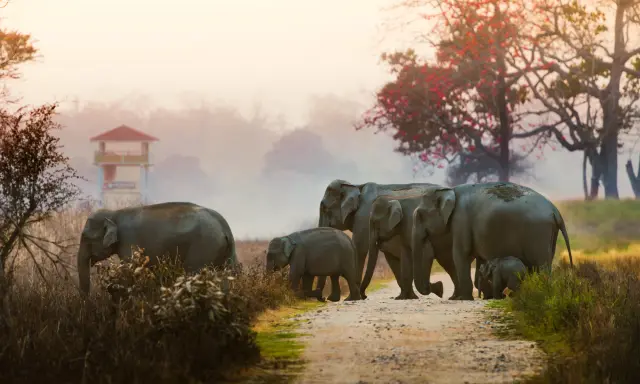 Asian elephant herd on a forest track