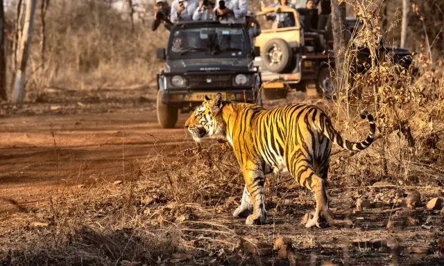 Tiger on a forest road with safari jeeps behind