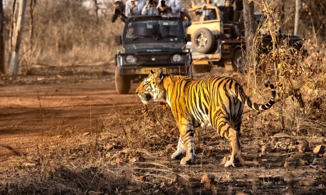 Tiger on a forest road with safari jeeps behind